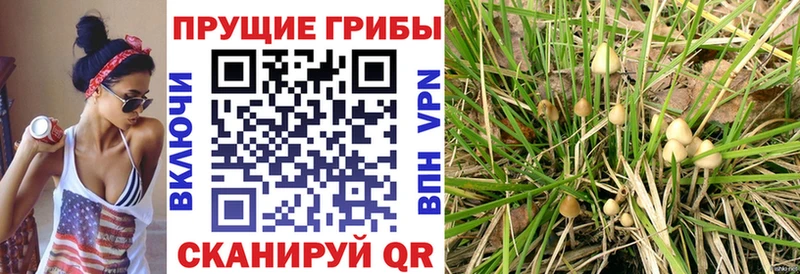 ссылка на мегу tor  Зеленогорск  Псилоцибиновые грибы мухоморы  дарнет шоп 